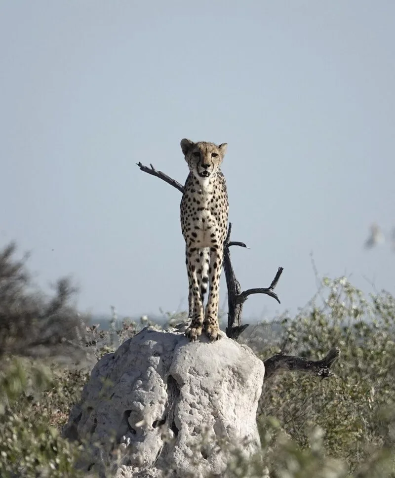 Namibie - Évasion Prestige