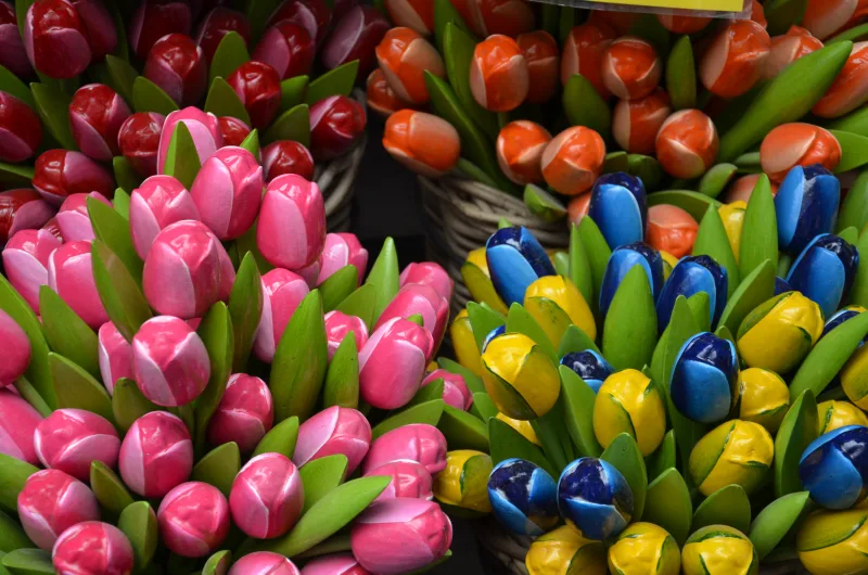 Tulipes — Amsterdam